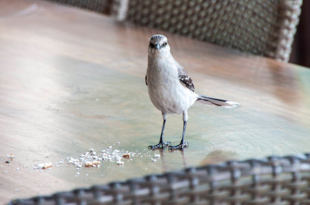 Tropical Mockingbird Curacaoの写真素材