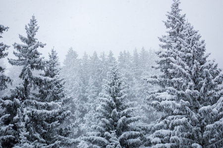 Panorama of a winter landscape with snow covered trees in fog at a ski area, Westendorf - Brixen, Austriaの写真素材