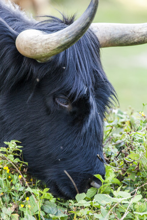 Scottish cow close up Surae the Netherlandsの写真素材