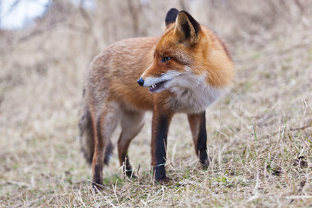 Fox portrait splendid dunes The Netherlandsの写真素材