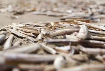 A sea urchin on the beach Englishの写真素材