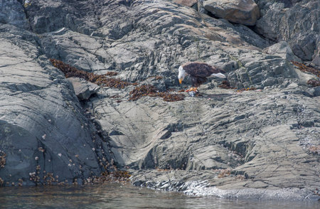 Bald eagle with a fresh Chinook Salmon on a rocky island at Johnston Strait, Vancouver Island, British Columbia, Canadaの写真素材