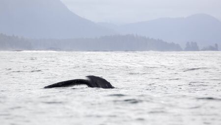 Tail fin of a gray whale before coast of Vancouver Island in the Pacific Oceanの写真素材