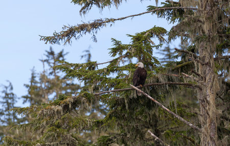 Bald Eagle perched on a tree