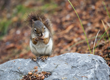 Squirrel eating pine-nutsの写真素材