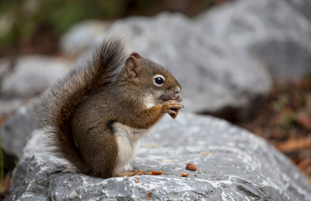 Squirrel eating pine-nutsの写真素材