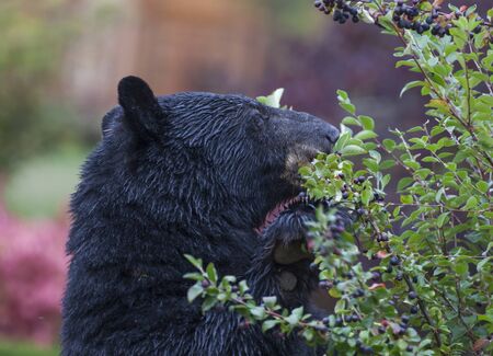 Black bear eating berriesの写真素材