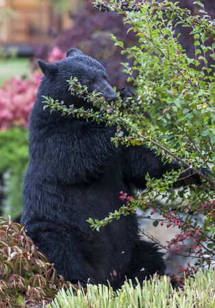 Black bear eating berriesの写真素材