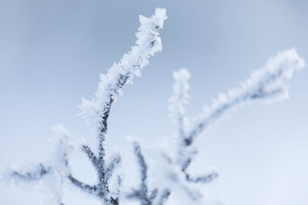 Branch with ice crystals