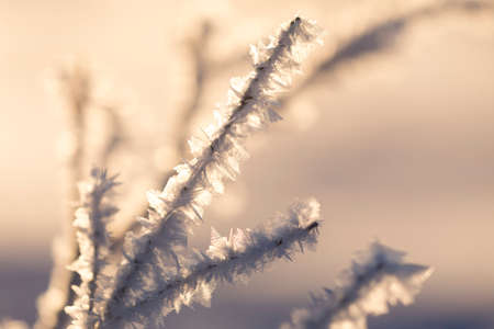 Frozen branch at sunriseの写真素材