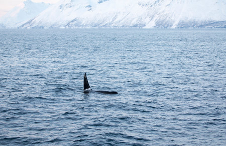 Orca in the clear waters of the Northern Norwegian fjords