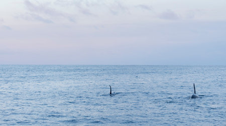 Orca in the clear waters of the Northern Norwegian fjordsの写真素材