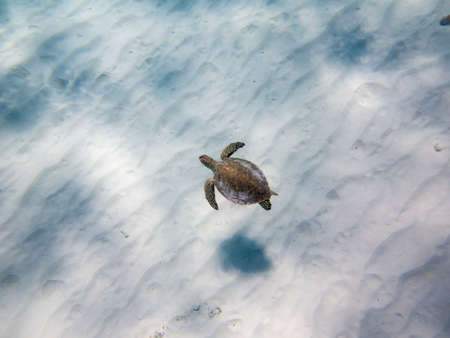 Green Sea Turtle (Chelonia mydas) from aboveの写真素材