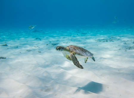 Swimming Green Sea Turtle in the Caribbean Seaの写真素材
