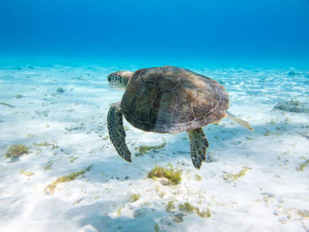 Swimming Green Sea Turtle in the Caribbean Seaの写真素材