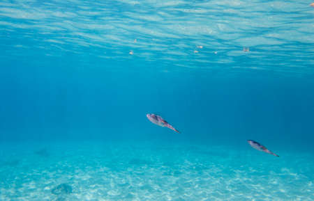 Sepioteuthis, Reef Squidの写真素材