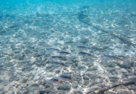 Reef squids in the Caribbean Seaの写真素材
