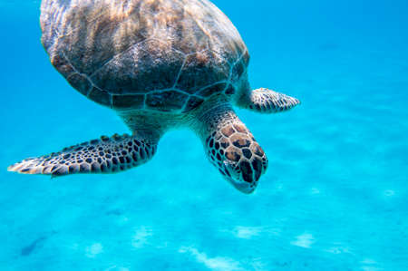Swimming Green Sea Turtle (Chelonia mydas)の写真素材