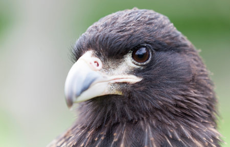 Portrait of a beautiful Striated caracara