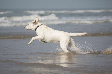 White labrador retriever pup jumping in the seaの写真素材