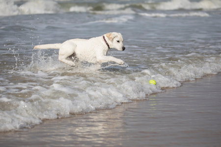 White labrador retriever pup catching a ball in the sea