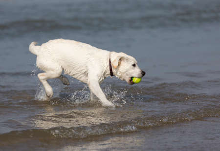 White labrador retriever pup catching a ball in the seaの写真素材