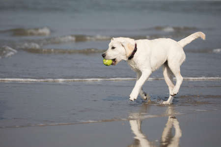 White labrador retriever pup catching a ball in the seaの写真素材
