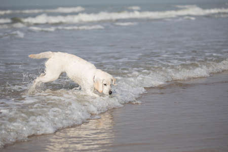 White labrador retriever pup catching a ball in the seaの写真素材