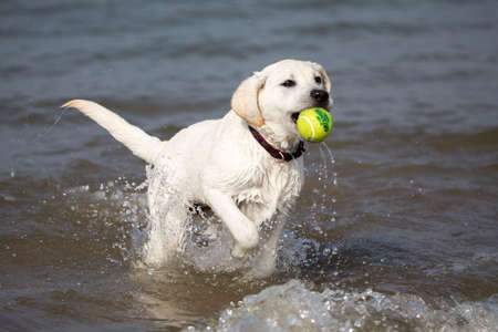 White labrador retriever pup catching a ball in the seaの写真素材