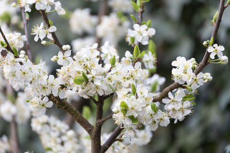 Blooming Plum tree