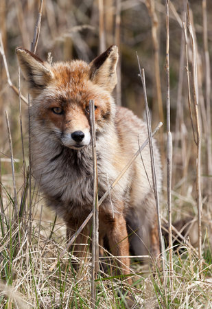 Red Fox hiding in reed