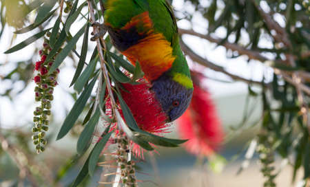 Rainbow Lorikeet in a treeの写真素材