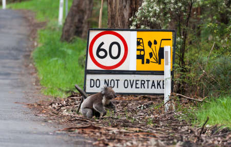 Koala crossing the road, Cape Otway National Park, Victoria, Australiaの写真素材