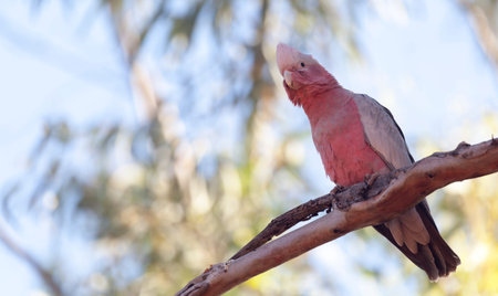 Galah (Eolophus roseicapilla) in a tree