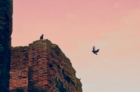 Bird waiting for another above the ancient ruinの写真素材