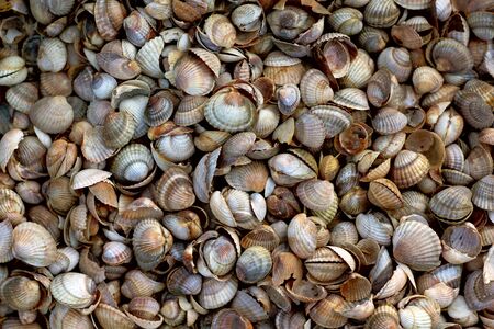 background of a variety of seashells in warm colorsの写真素材