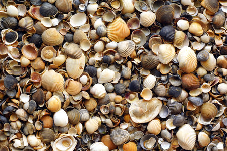 set of seashells top view. desktop wallpaper.