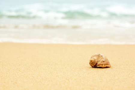 clam shell in the sand against the backdrop of the sea waves