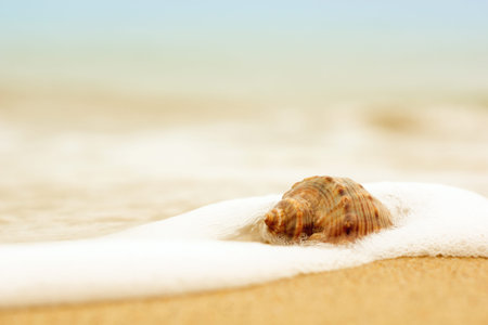 shell in foam of sea water on the beach