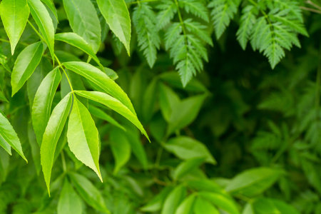 A composition of green leaves of different trees. Background with copy space
