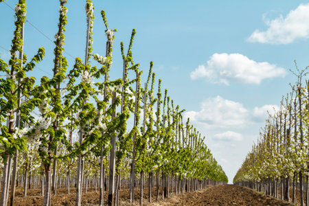 rows of young trees in an industrial garden. Perspective image