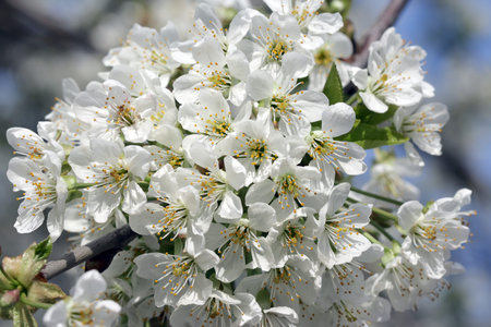 A closeup of a blossoming plum tree branch 
