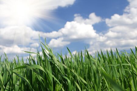 Green grass against the solar skyの写真素材