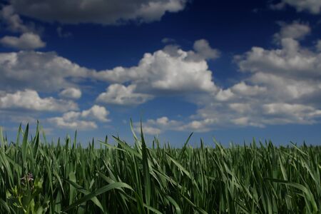 Green grass against the solar skyの写真素材