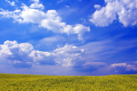 Blooming canola fields with a hedge in betweenの写真素材
