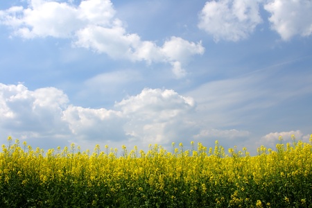 Blooming canola fields with a hedge in betweenの写真素材