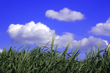 Green grass against the solar skyの写真素材