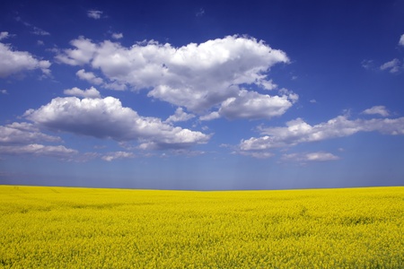 Blooming canola fields with a hedge in betweenの写真素材