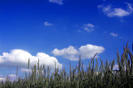 Green grass against the solar skyの写真素材
