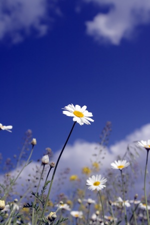 Field of camomiles against the solar blue skyの写真素材
